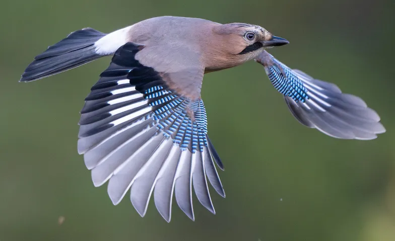 Vortrag: Federn machen Vögel