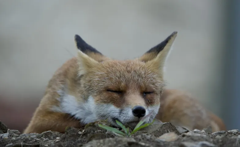 Führung durch die Sonderausstellung «Der Fuchs – Meister der