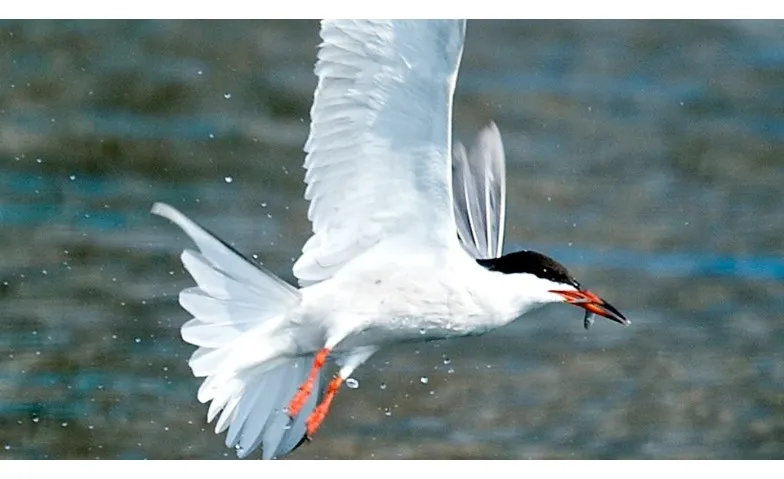Birdwatching - Unterwegs mit BirdLife Zürich