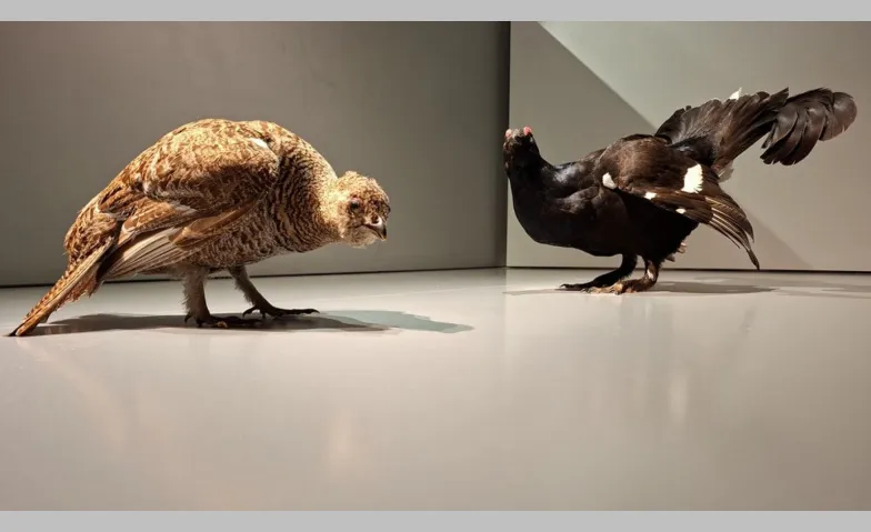 Feierabendhäppchen - Von Hühnervögeln und Menschengegacker..