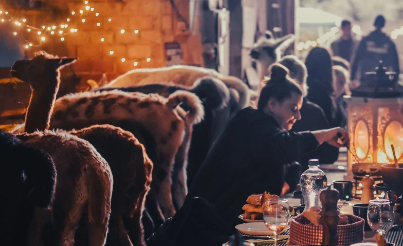 Fondue inmitten Alpakas