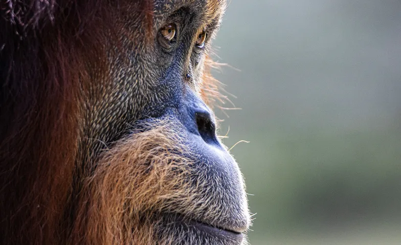 Vortrag mit Dr. Ian Singleton über Orang-Utan-Schutzprogramm