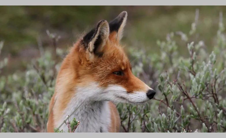 Abend-Vortrag «Der Fuchs – Dank Anpassung auf der ganzen Wel