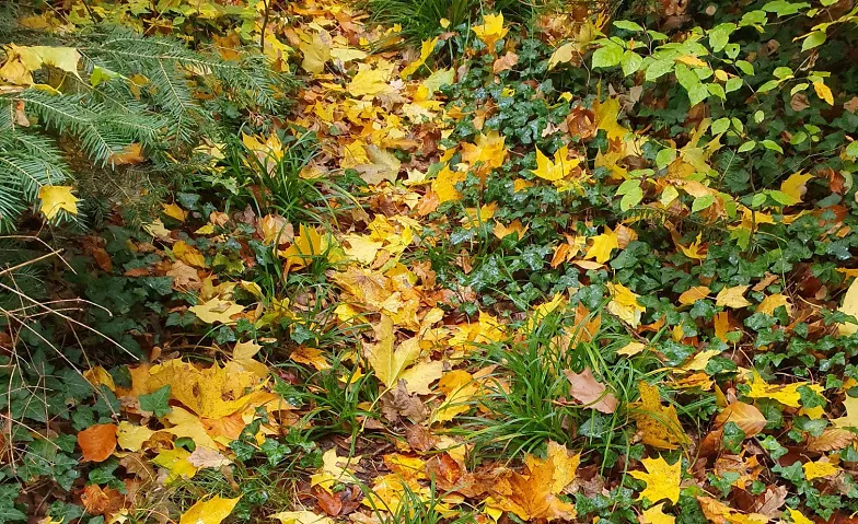 Wald-Auszeit im goldenen Herbst