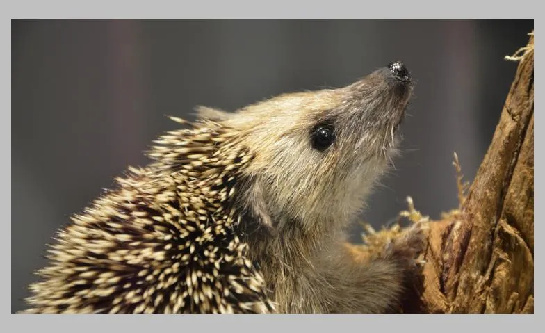 Familiennachmittag «Igel»