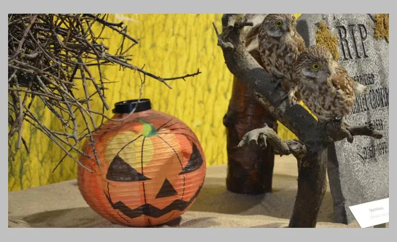 Halloween-Tiere