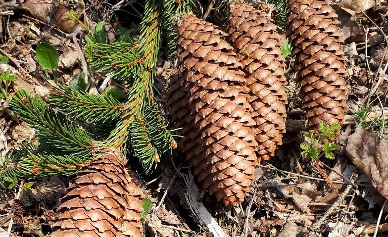 Waldspaziergang in der kühleren Jahreszeit