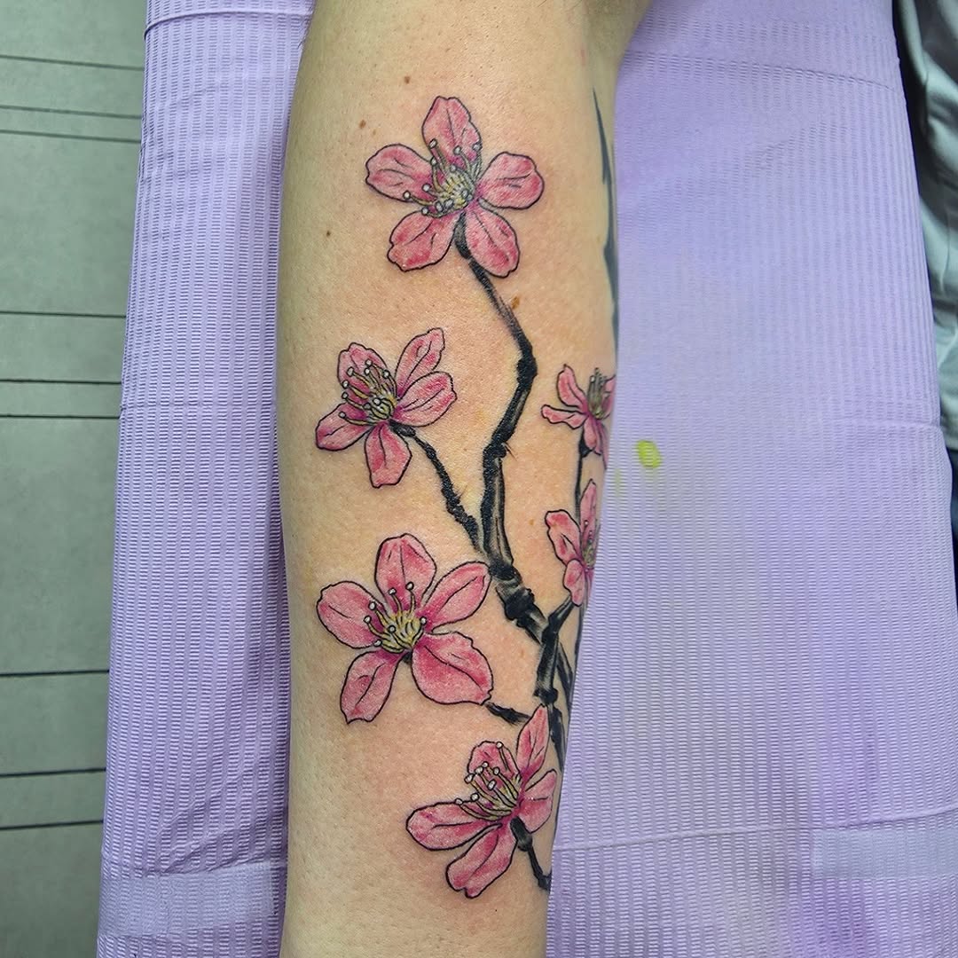 Delicate pink cherry blossoms with bold black stems