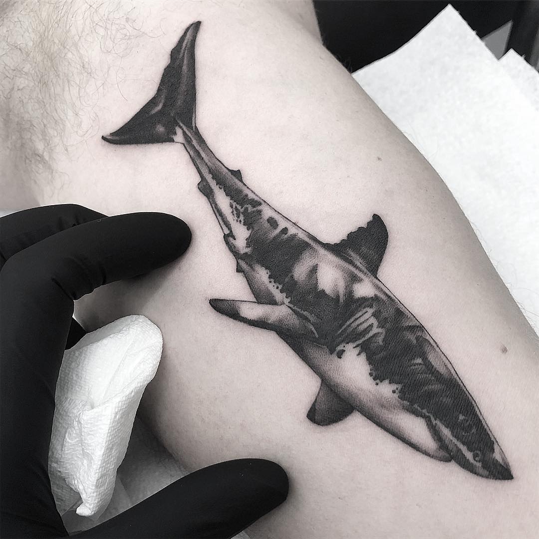 Realistic shark tattoo