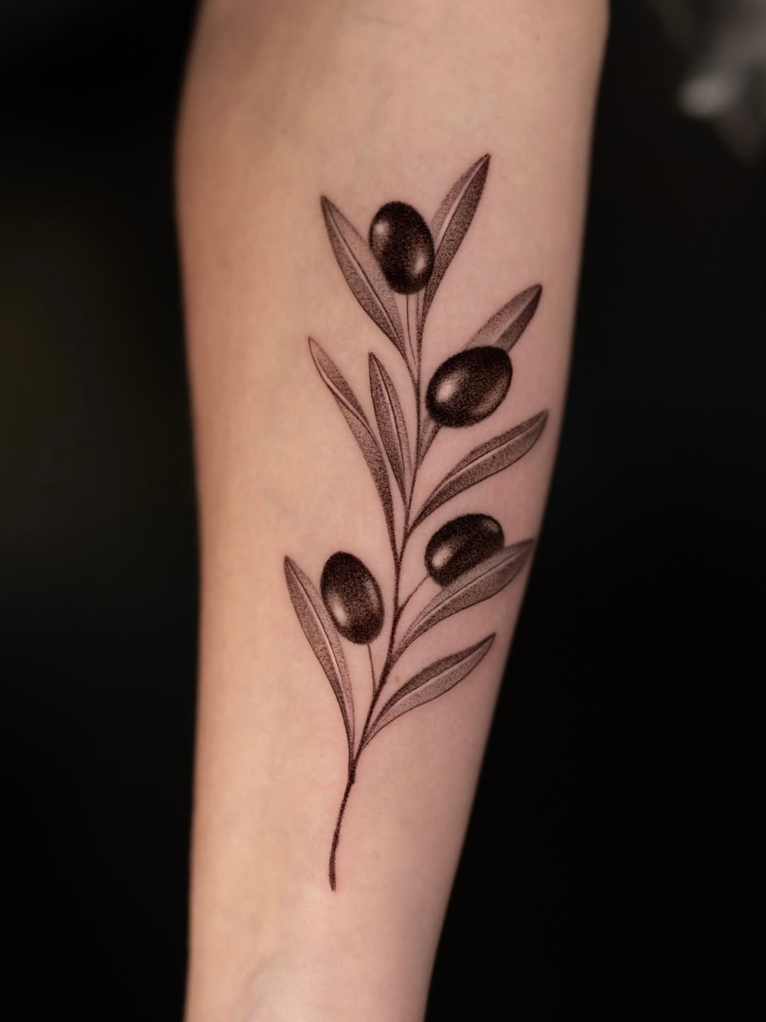 Delicate black-line olive branch with berries, fine shading