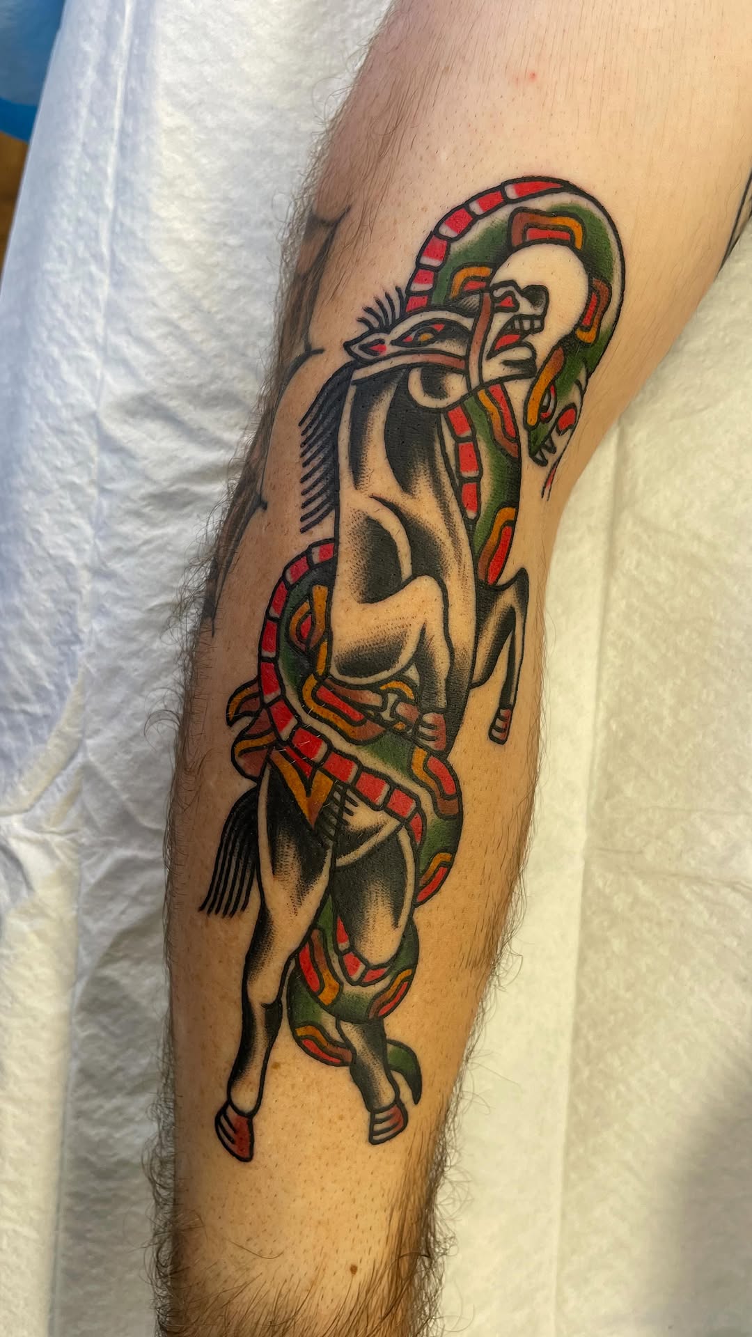 Bold traditional-style horse entwined with vibrant rainbow serpent