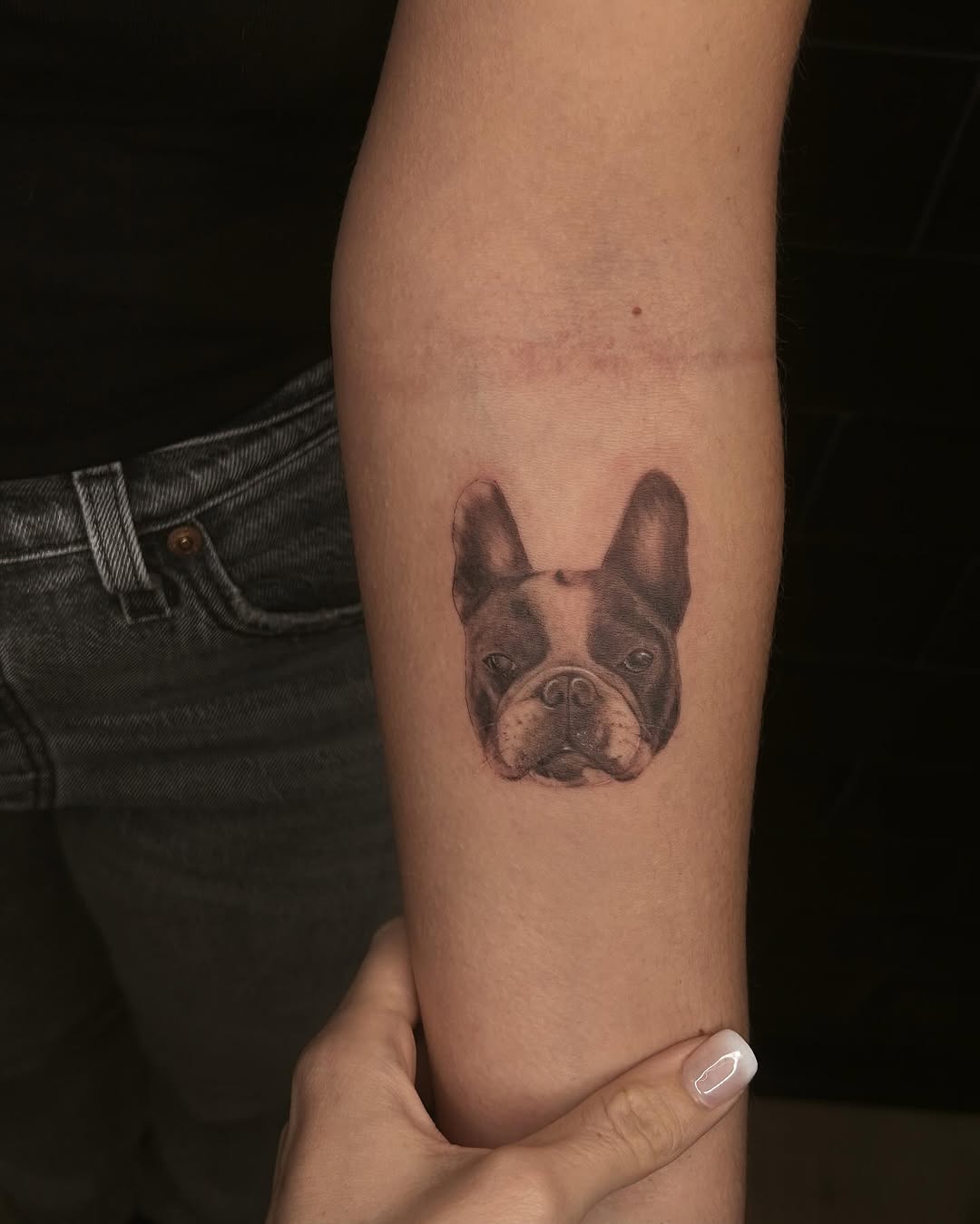 Microrealistic French bulldog head with delicate shading.