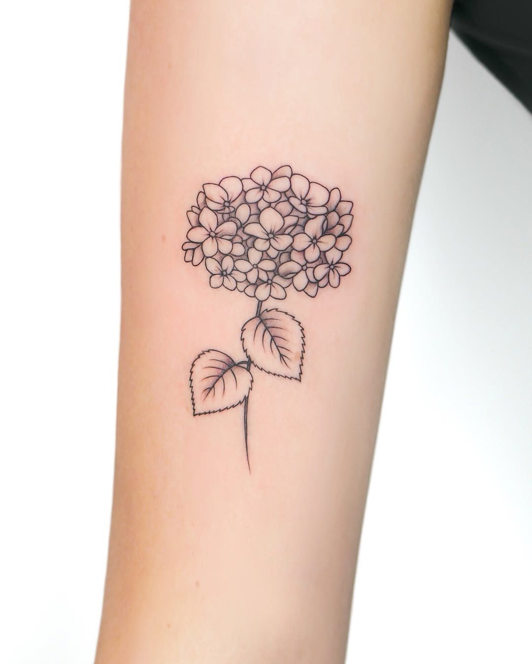 Delicate hydrangea florets in precise fine-line botanical tattoo