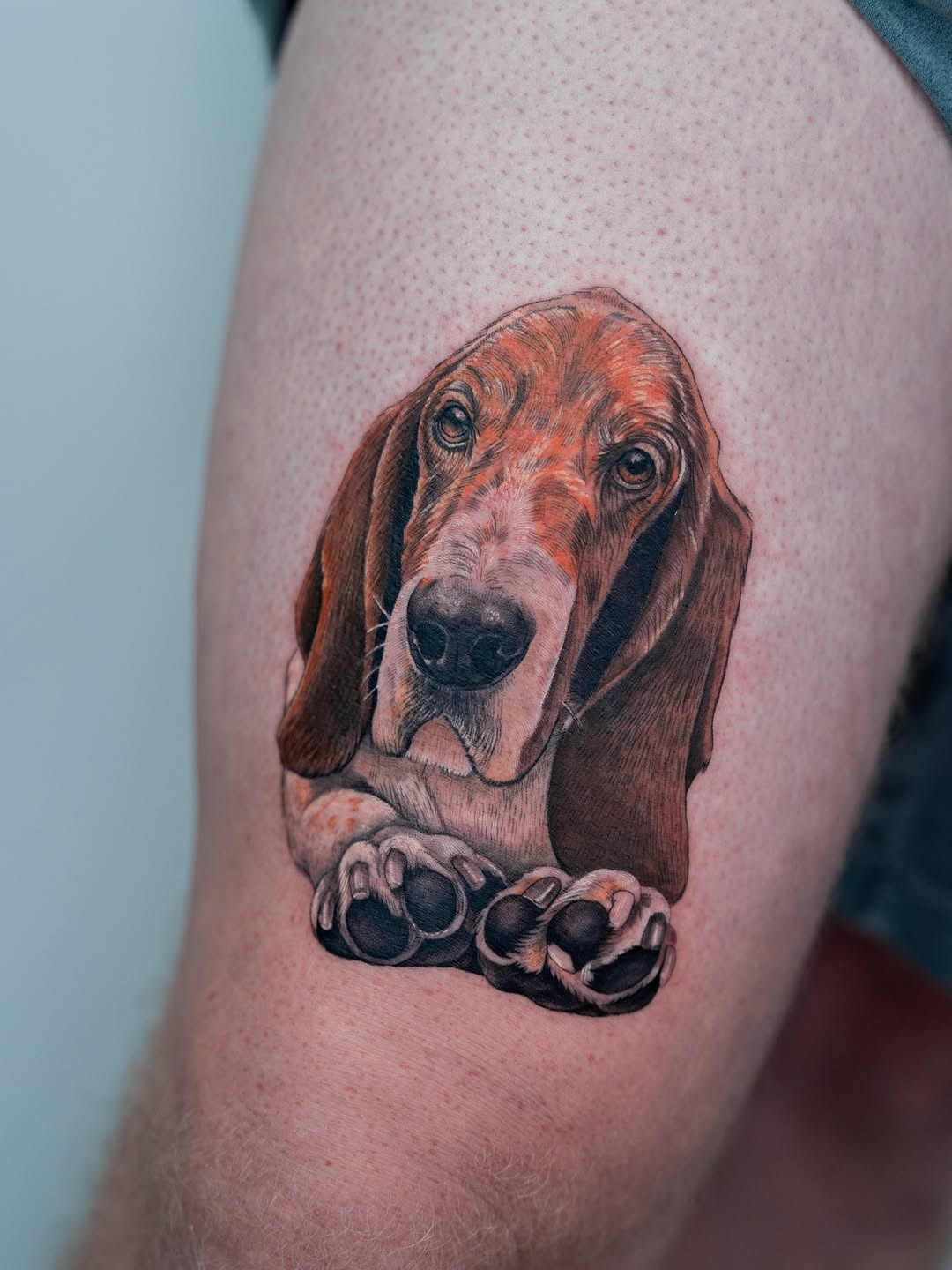 Lifelike color portrait of a basset hound with expressive eyes.