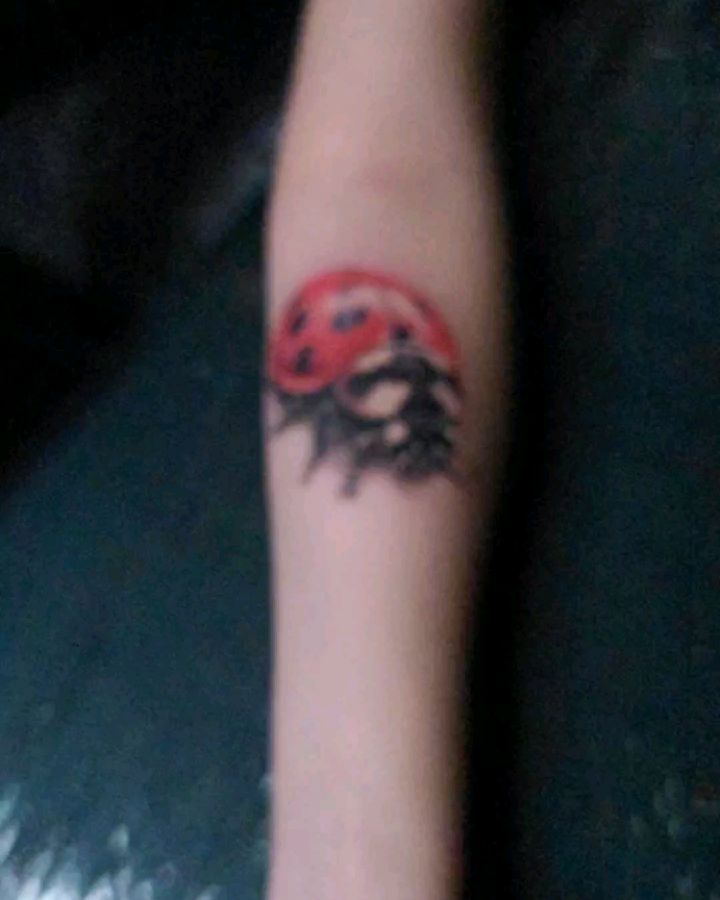 Playful red ladybug perched on a leafy stem