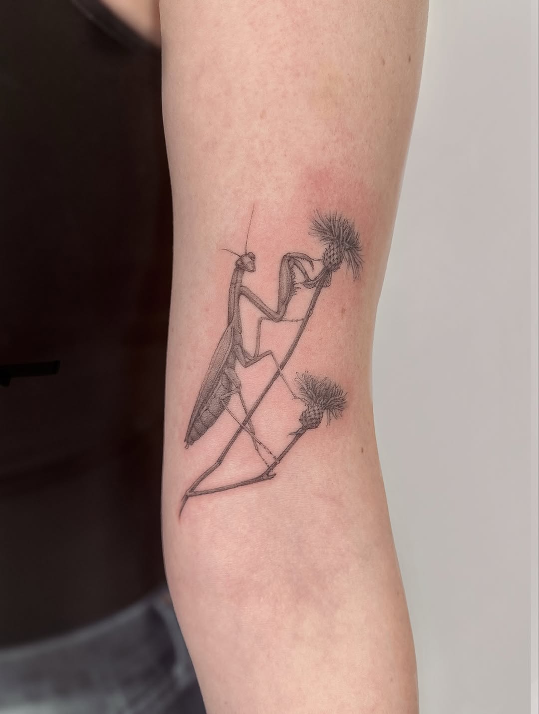 Fine-line praying mantis on wispy seed-heads, minimal botanicals