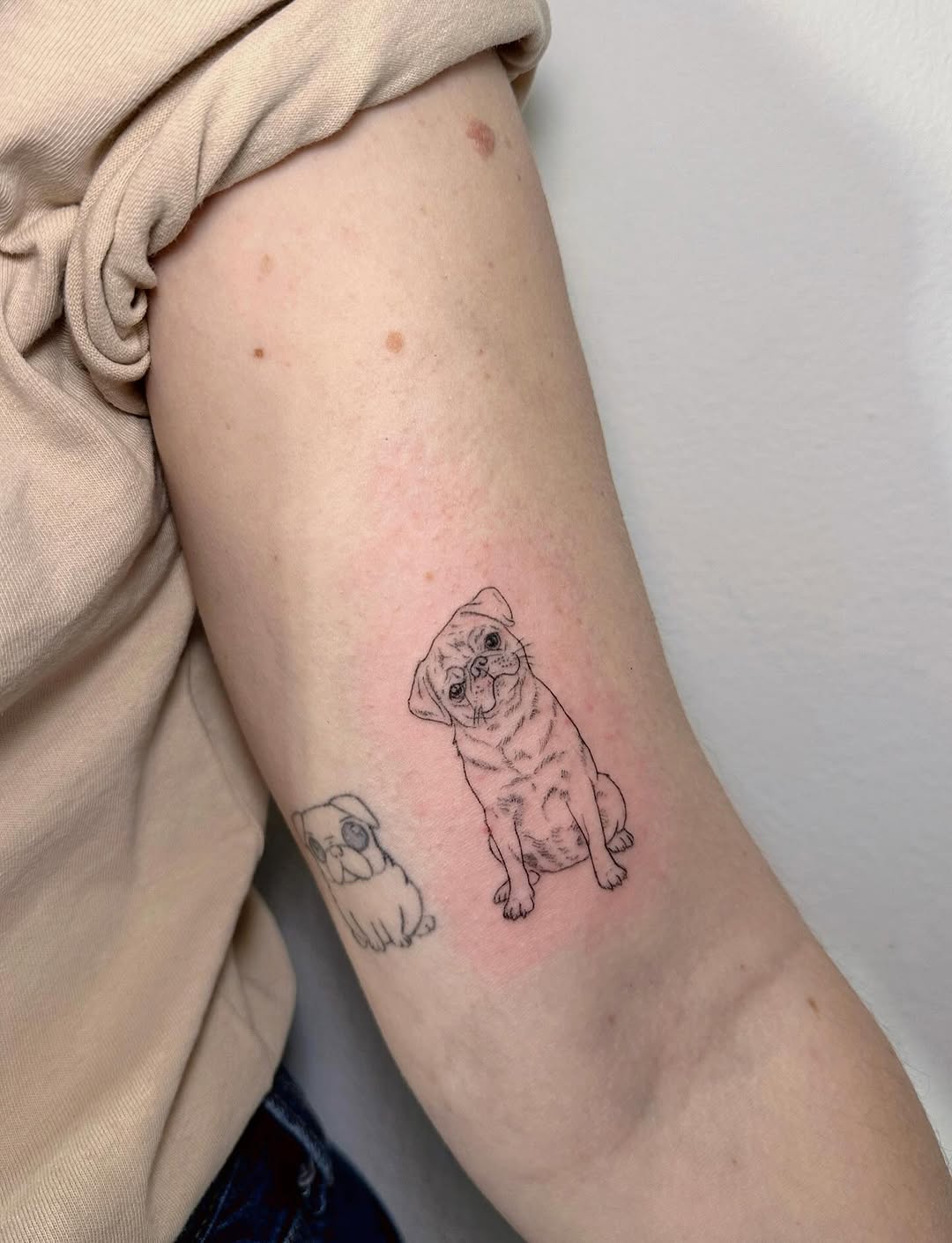 Delicate fineline pug puppies on forearm, playful and sweet.