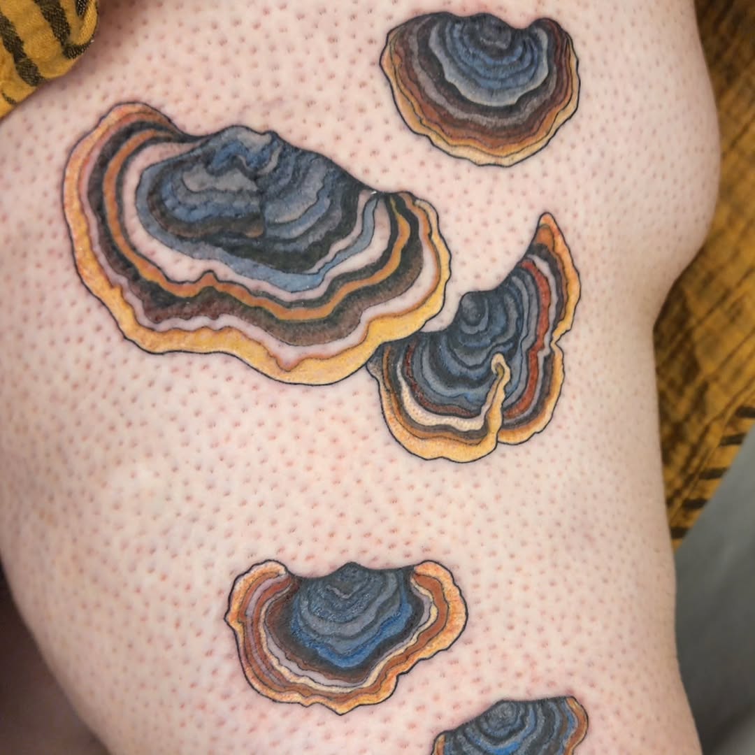 Vibrant turkey-tail mushrooms with layered, colorful concentric rings