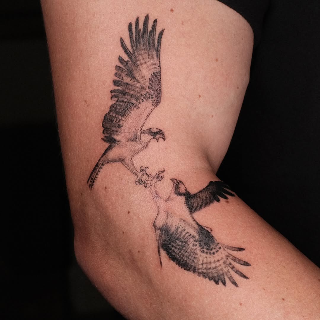 Two ospreys in mid-flight, fine-line blackwork realism.