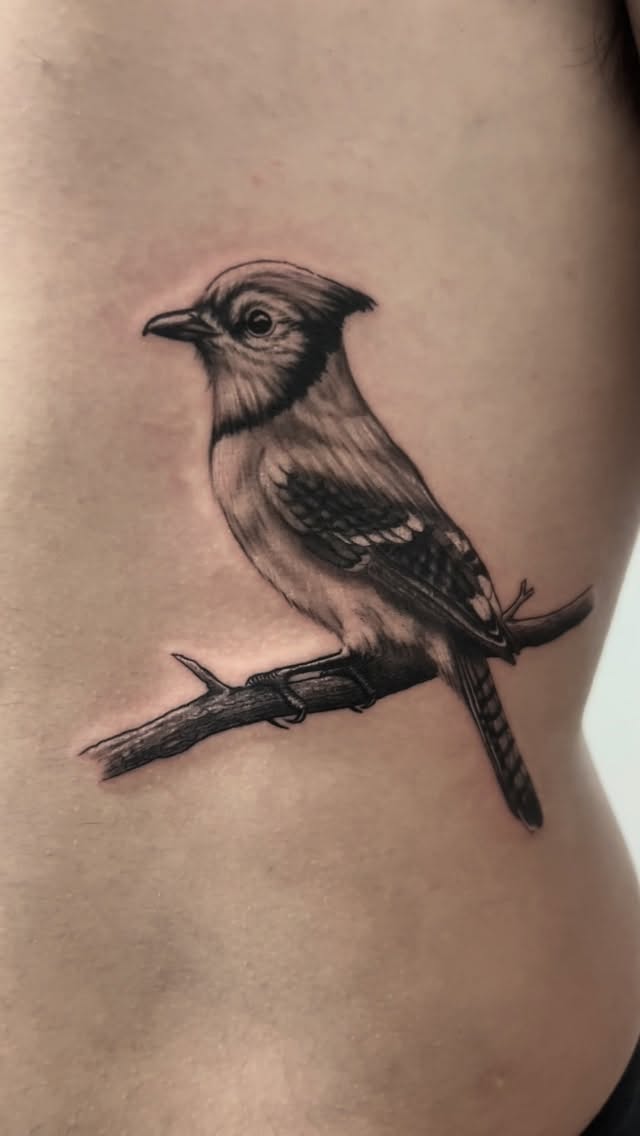 Precise black-and-gray bird perched on branch