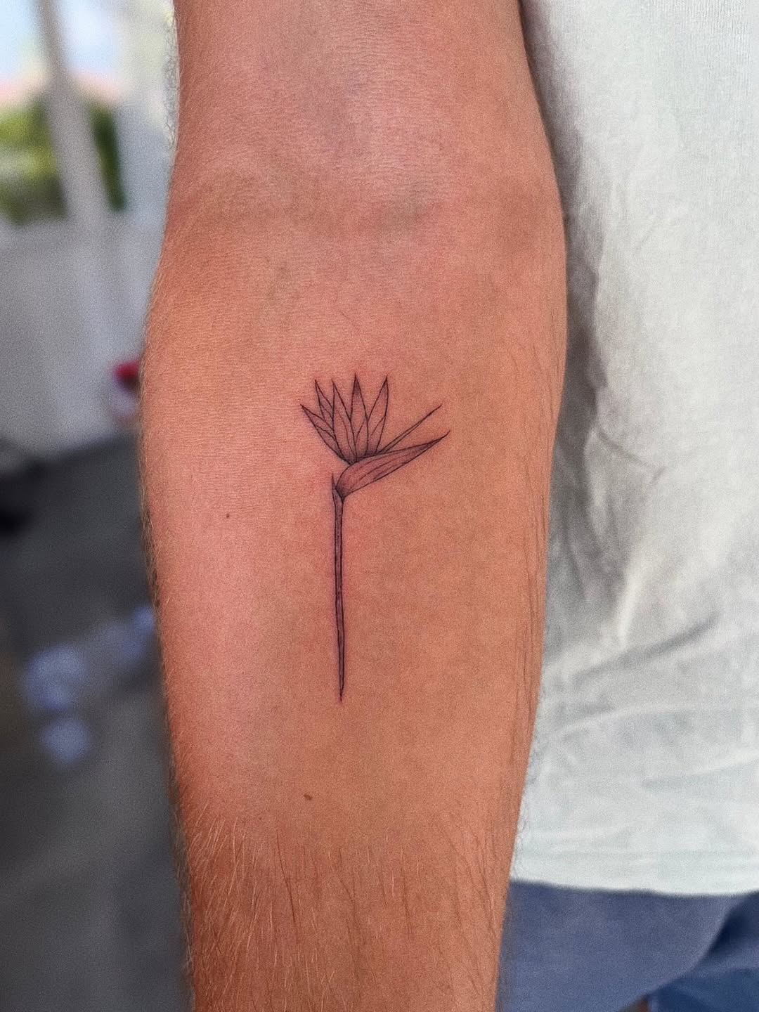 Minimalist fineline Bird of Paradise stem on forearm
