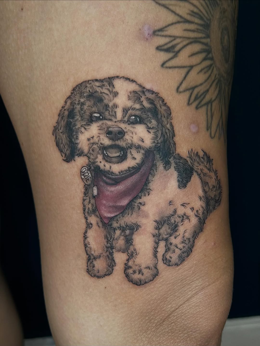 Adorable fluffy dog portrait with detailed fur texture