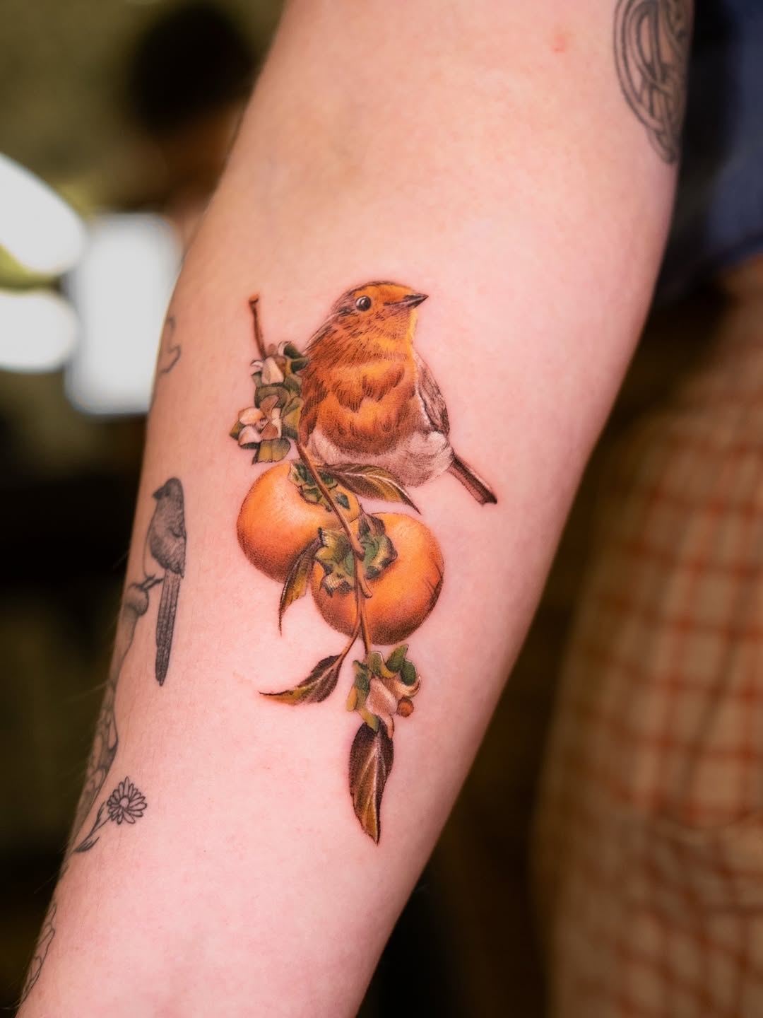 Delicate robin perched amid orange fruit blossoms