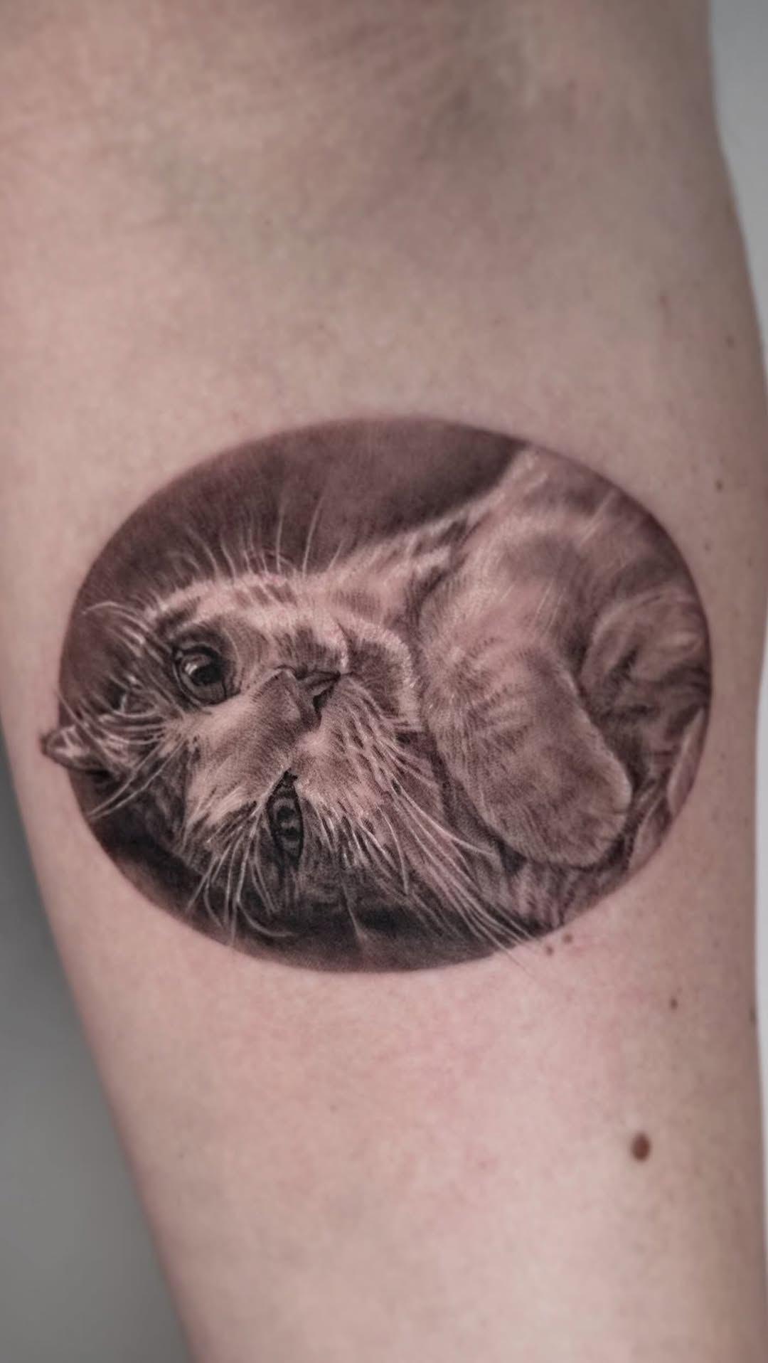 Hyper-realistic grayscale cat portrait within circular frame