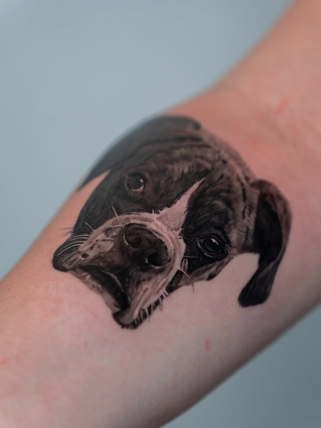 Ultra-realistic black-and-gray dog portrait on forearm.