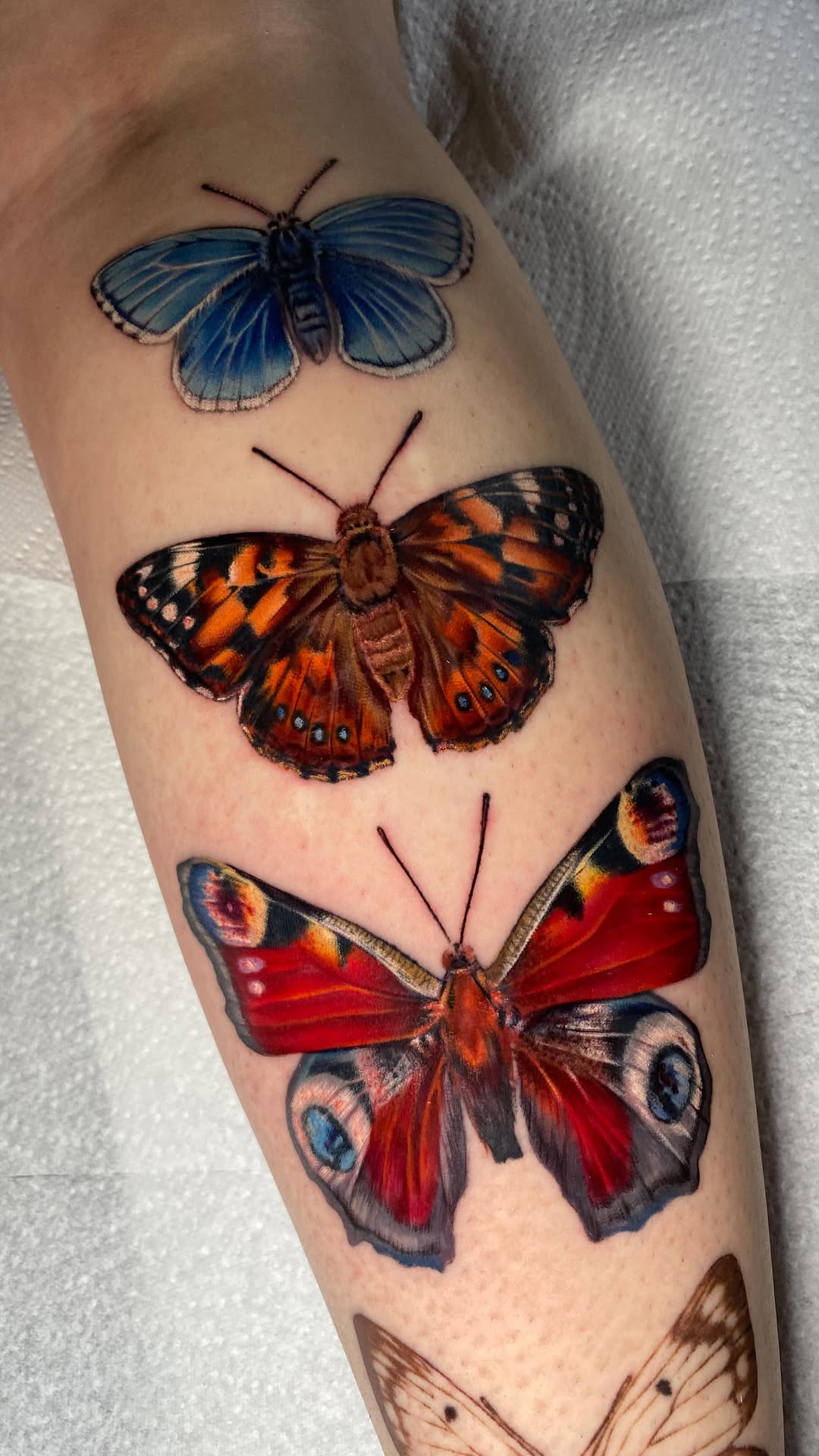 Vibrant butterfly trio with hyper-real color realism