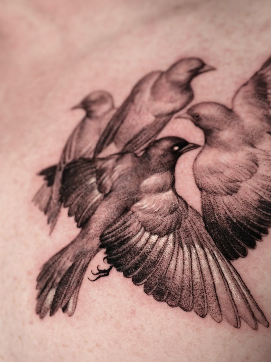 Two doves in flight with detailed black-and-gray shading
