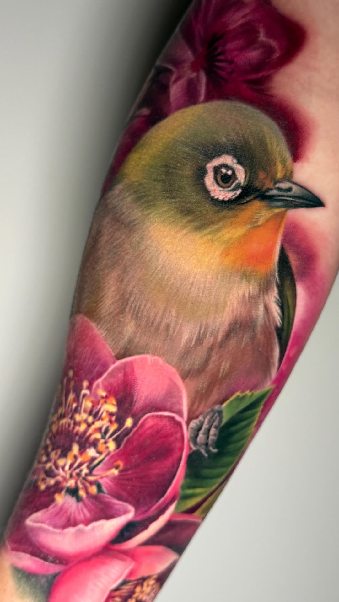 Vivid warbling white-eye among vibrant cherry blossoms