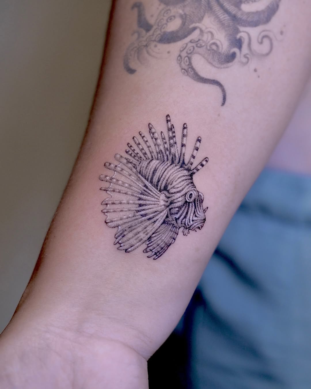 Delicate fine-line lionfish with bold, spiky fins