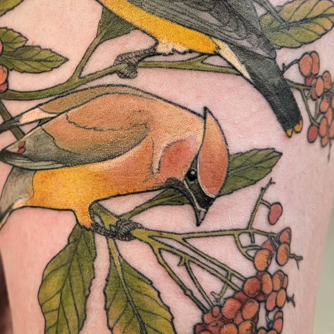 Vibrant cedar waxwing in bold colorwork among berries