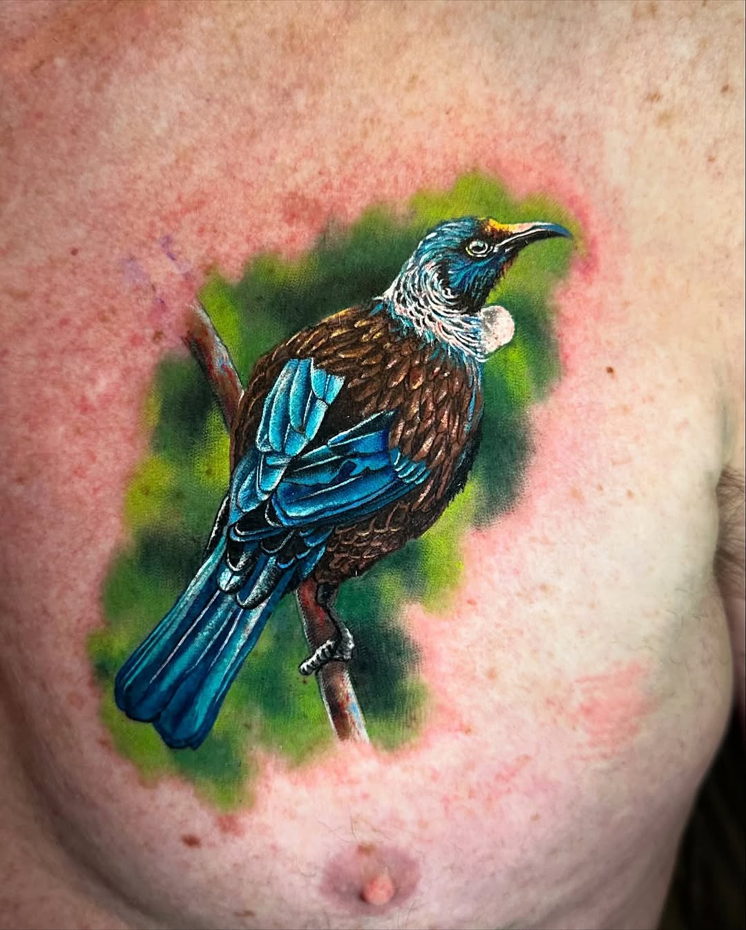 Vibrant tūī perched with bold blue-brown plumage, green backdrop.