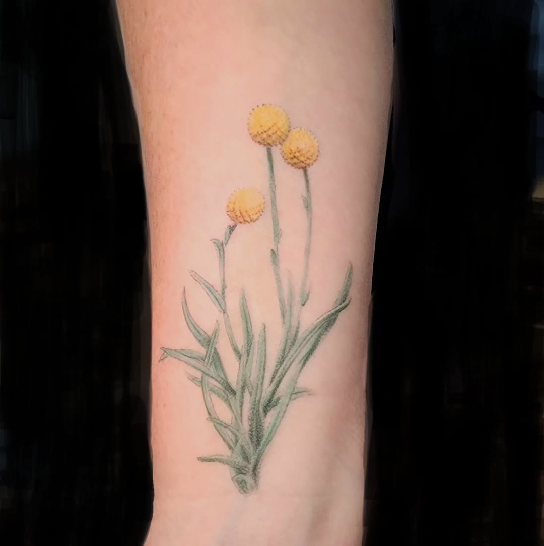 Delicate billy-button flowers on slender green stems