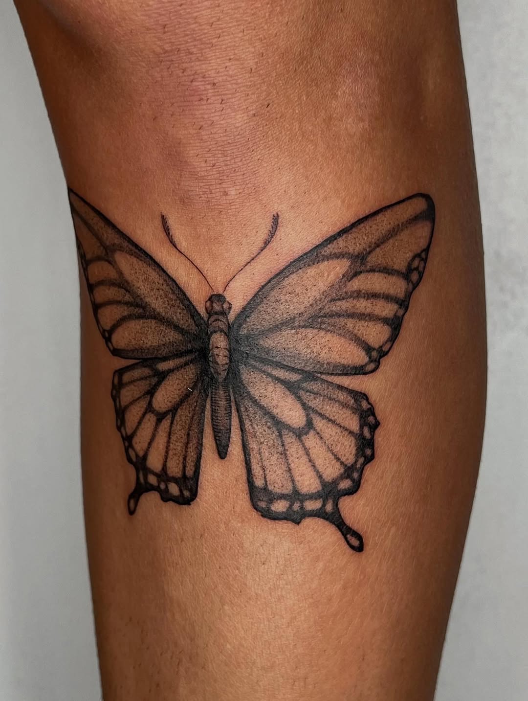 Bold-lined black butterfly with soft stippled shading