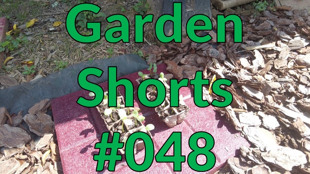 Garden Shorts 048