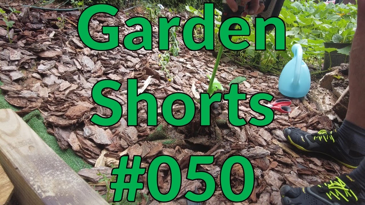 Garden Shorts 050