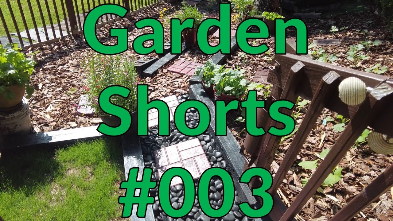 Garden Shorts 003