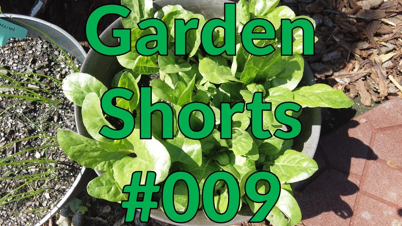 Garden Shorts 009