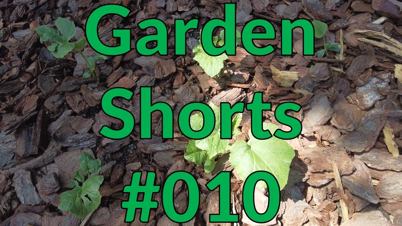 Garden Shorts 010