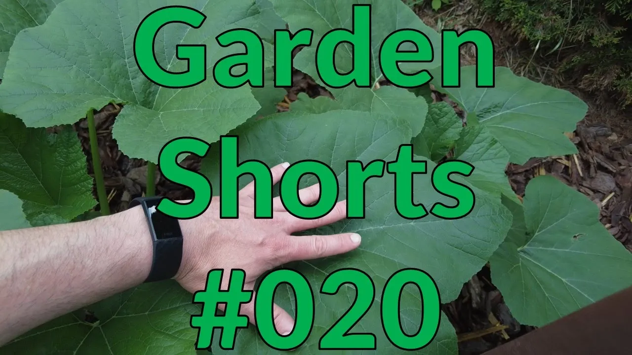 Garden Shorts 020