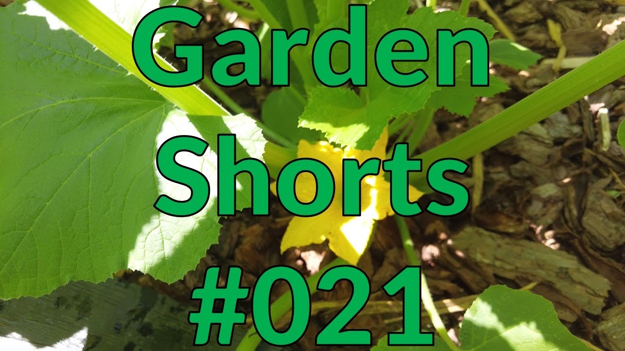 Garden Shorts 021