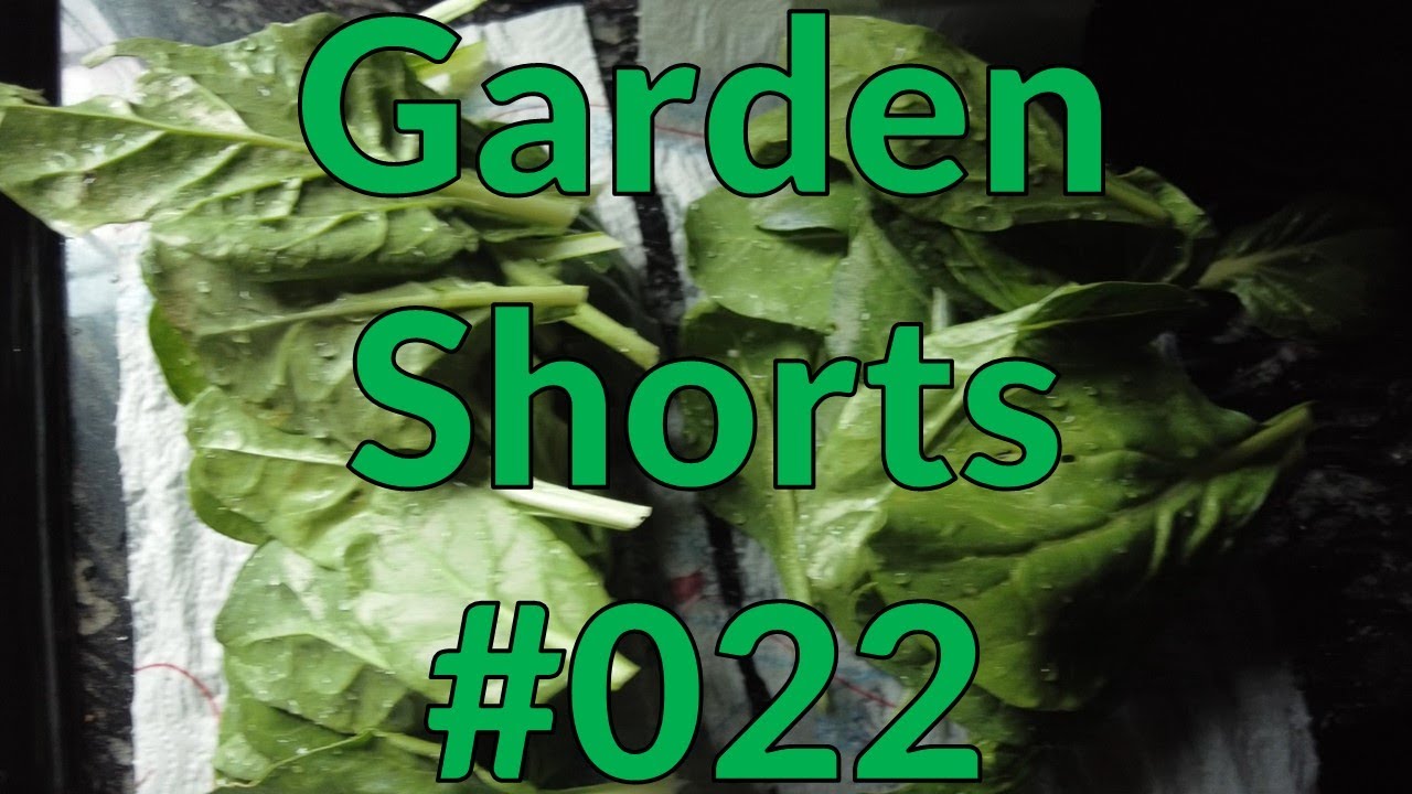 Garden Shorts 022