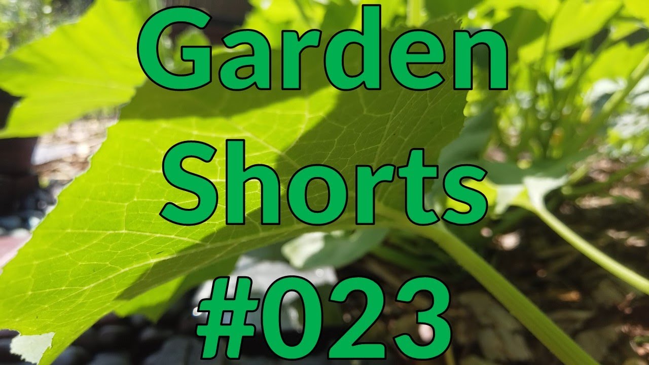 Garden Shorts 023