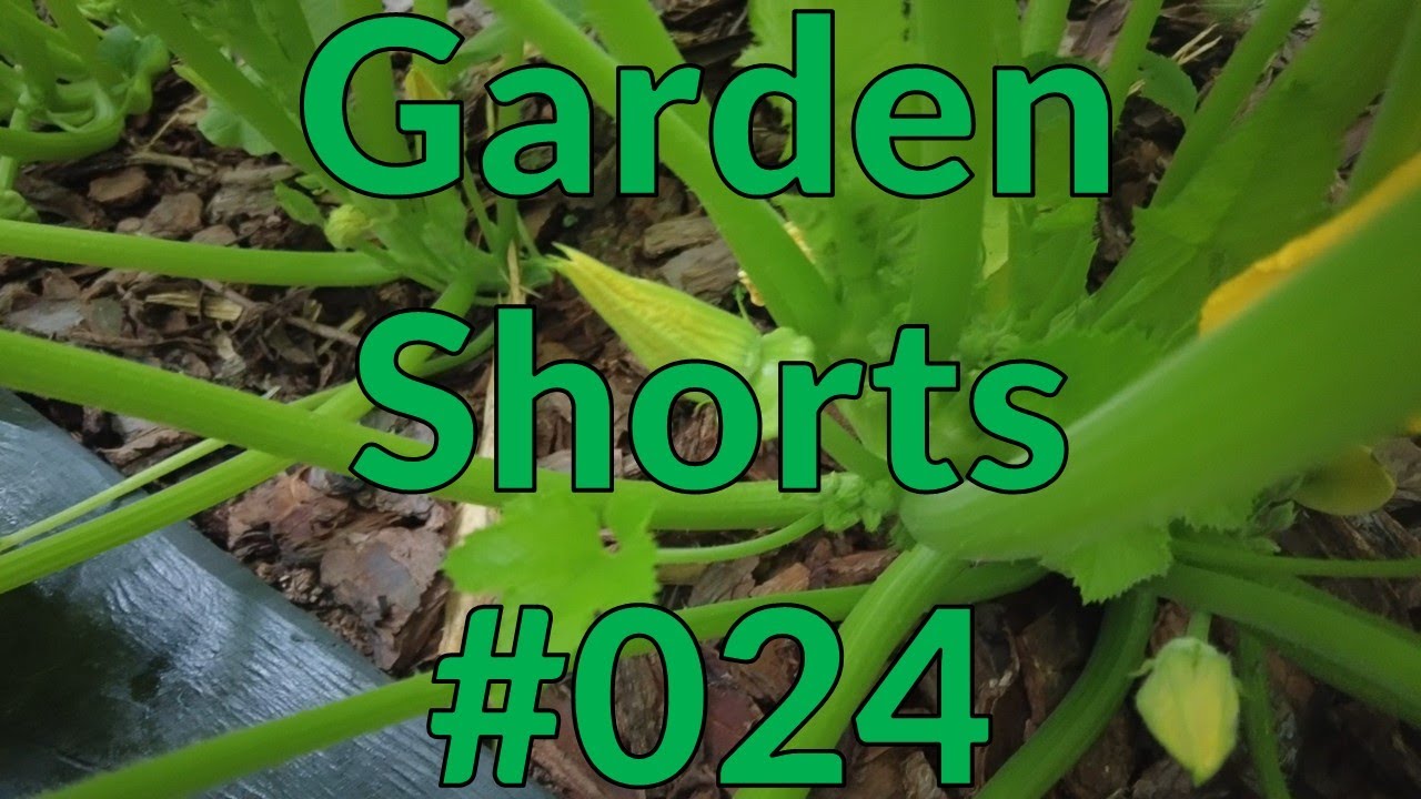 Garden Shorts 024