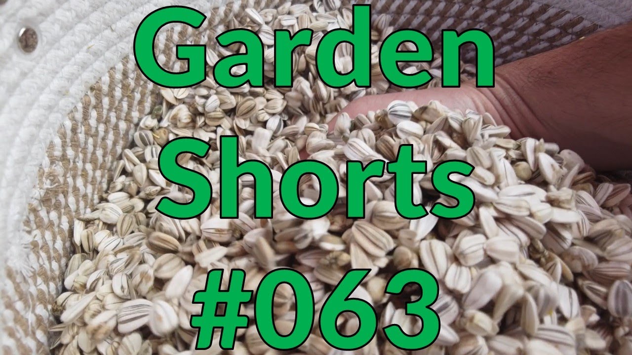 Garden Shorts 063