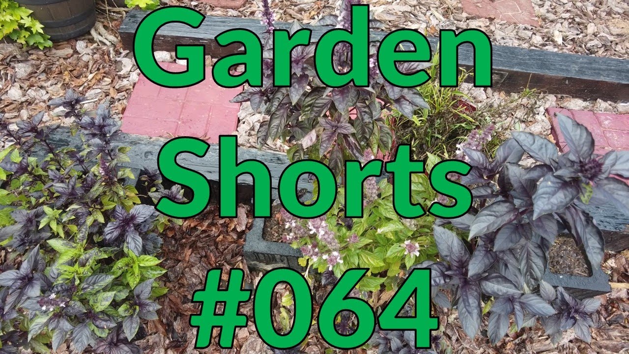 Garden Shorts 064