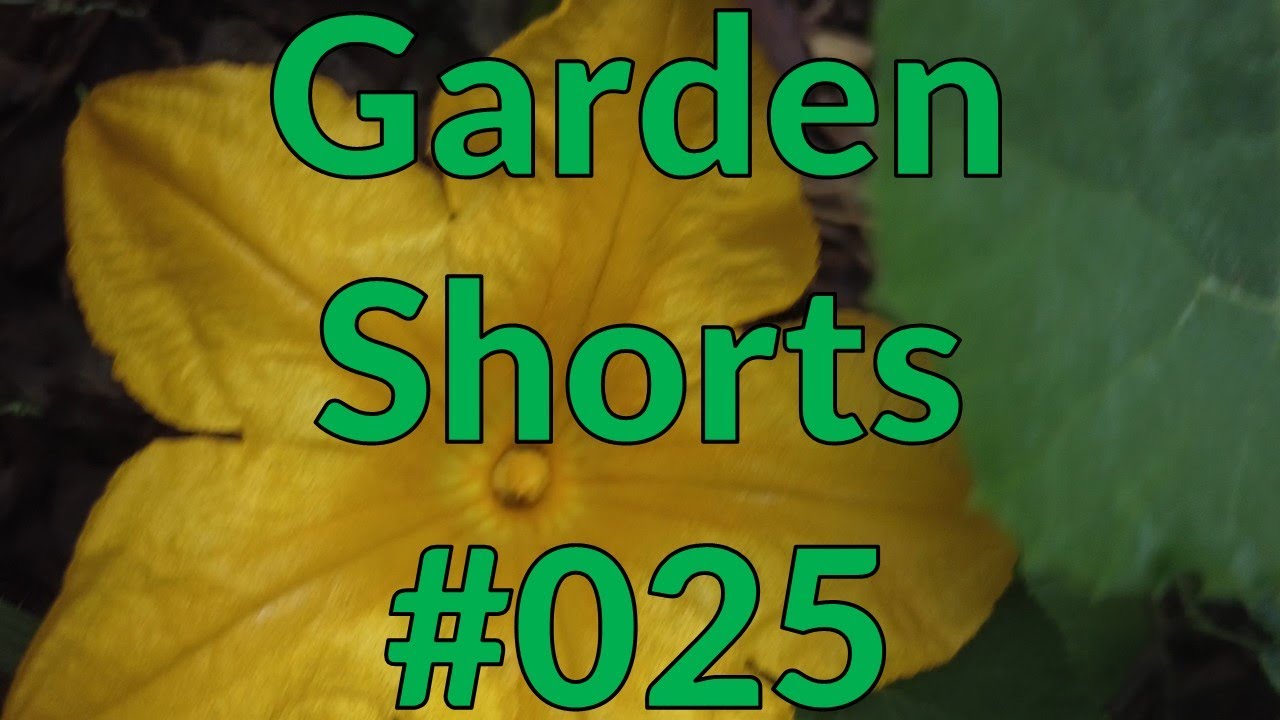 Garden Shorts 025